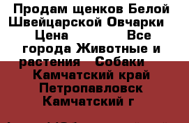 Продам щенков Белой Швейцарской Овчарки  › Цена ­ 20 000 - Все города Животные и растения » Собаки   . Камчатский край,Петропавловск-Камчатский г.